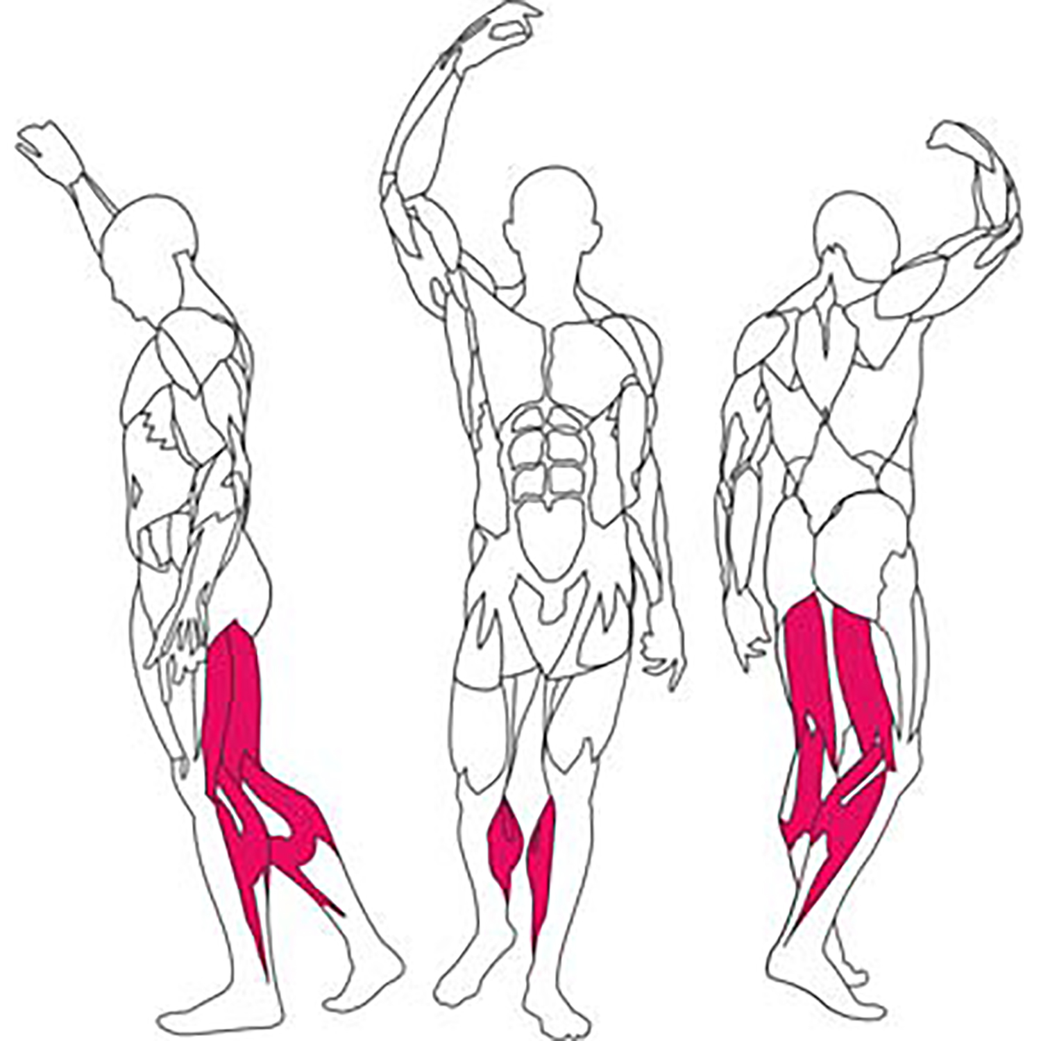 BH L020 leg extension / curl - Træningsmaskiner - bm fitness