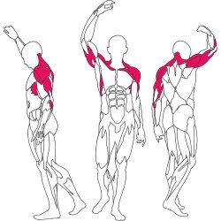 BH L080 chest / shoulder press