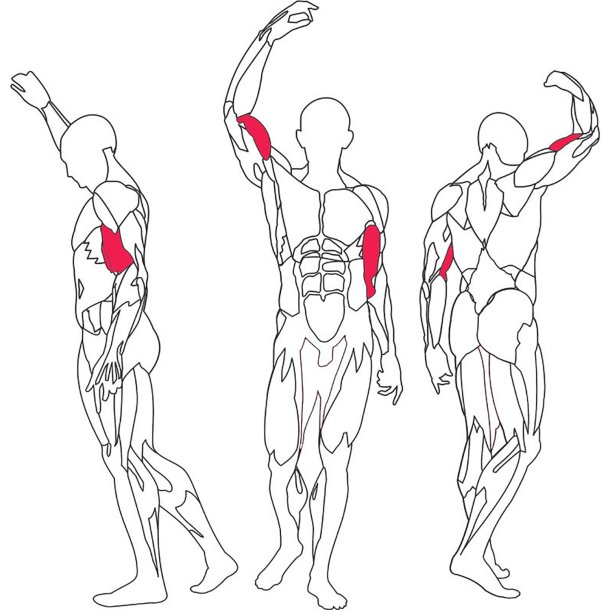 BH L140 biceps / triceps