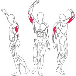 BH L150 triceps / dips