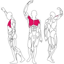 BH L410 butterfly / rear deltoid