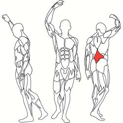 BH L610 abdominal / lower back