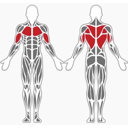Chest press &amp; lat pulldown - udendrs 