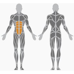 Abdominal crunch - udendrs