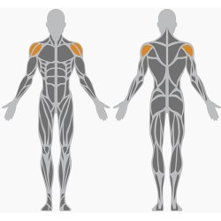 Dobbelt shoulder trainer - udendrs