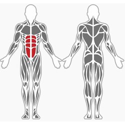 Dobbelt abdominal bench - udendrs