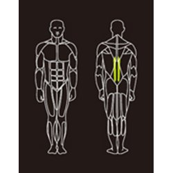 Proteus PROS-108 lower back extension