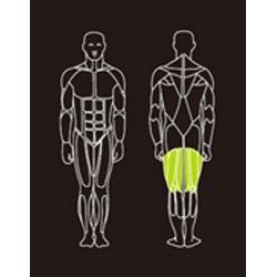 Proteus PROS-301 seated leg curl